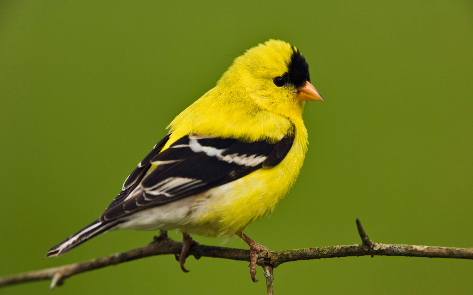 American Goldfinch3710410414